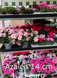 Azalea 14 cm pot aan 4,75