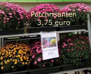 Potchrysanten 3. 75