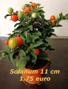 Solanum 11 cm pot 1.75