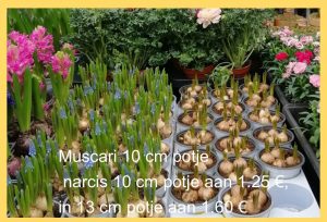 Muscari