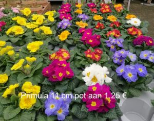 Primula2