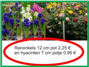 Ranonkels